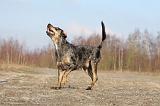 CATAHOULA 014